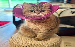 British Shorthair cats for sale: Golden tipped British shorthair  - Image 3