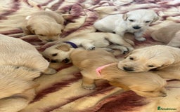 Golden Retriever dogs for sale: Gorgeous golden retriever puppies for sale - Image 3