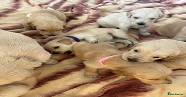 Golden Retriever dogs - Advert 15