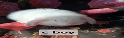 Mini Lop rabbits for sale: Mini lop baby rabbits - Advert 5