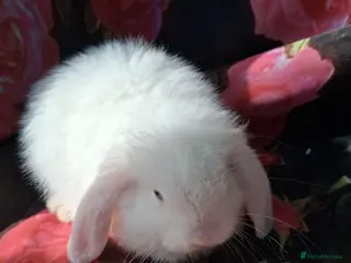 Mini Lop rabbits Mini lop baby rabbits - Advert 1