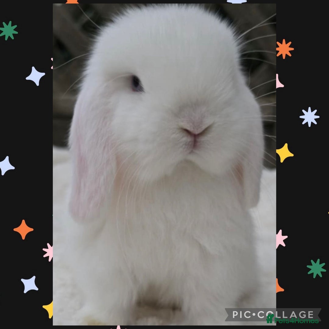 Mini Lop rabbits for sale: PEDIGREE MINI LOP BABIES READY NOW  - Advert 1