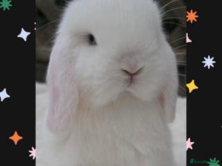 Mini Lop rabbits PEDIGREE MINI LOP BABIES READY NOW - Advert 5