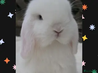 Mini Lop rabbits PEDIGREE MINI LOP BABIES READY NOW - Advert 8