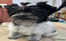 Mixed Breed dogs for sale: Colour Yorkshire Terrier   , DNA tested parents  - Image 3