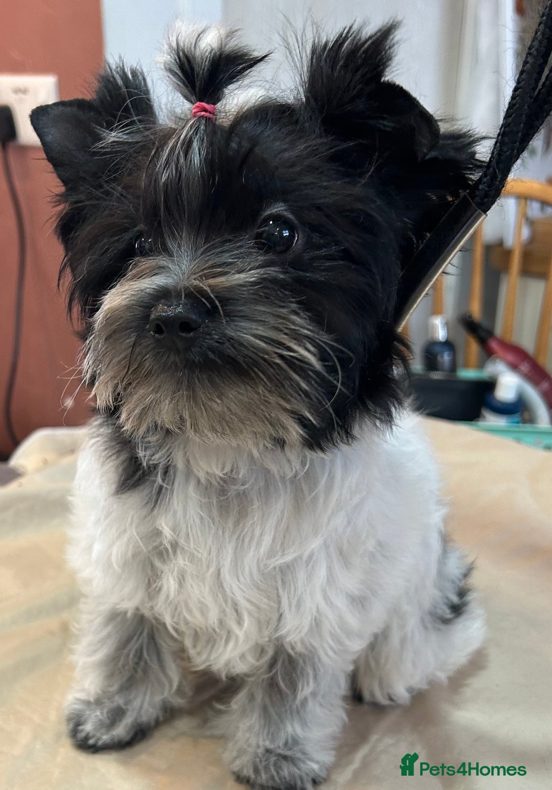 Mixed Breed dogs for sale: Colour Yorkshire Terrier   , DNA tested parents  - Image 3