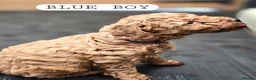 Toy Poodle dogs for sale: 4 Beautiful toy poddles - Advert 14