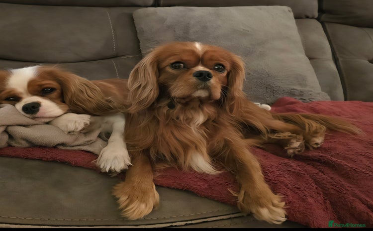 Cavalier King Charles Spaniel dogs - Advert 2