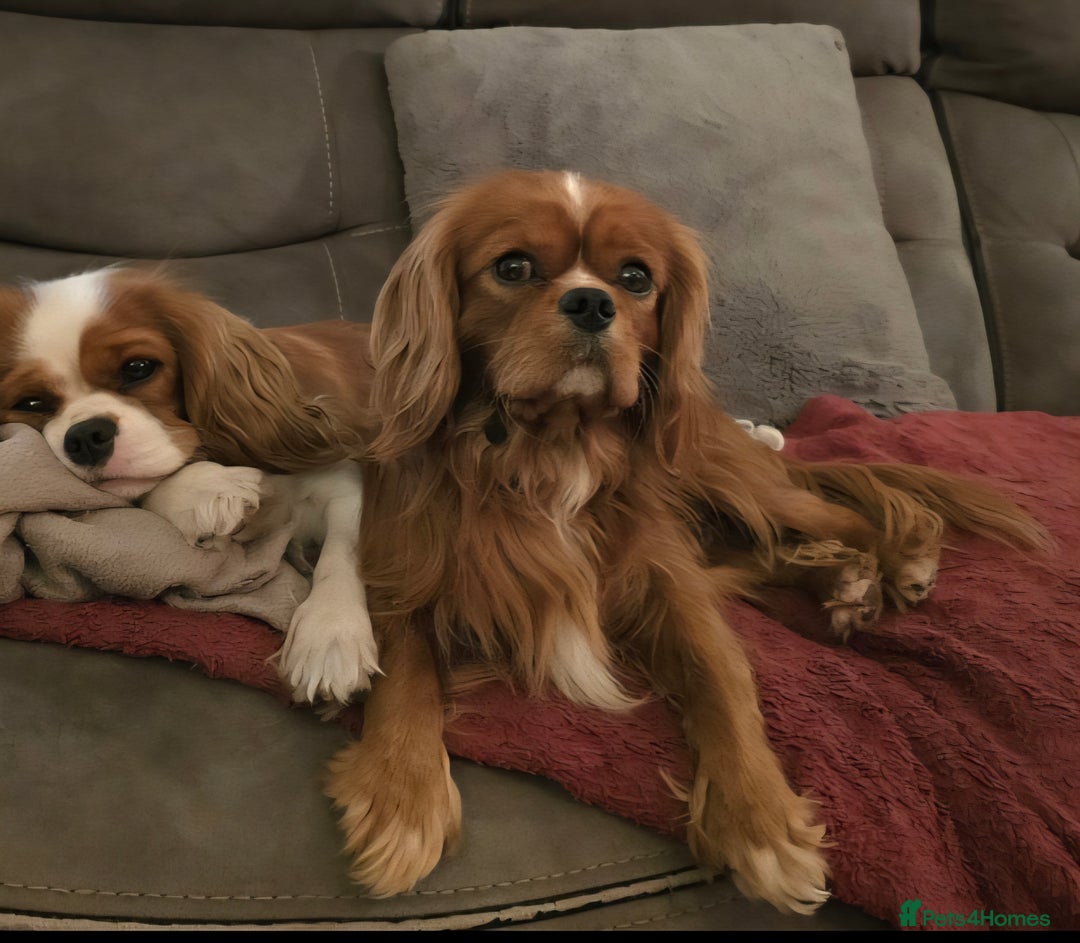 Cavalier King Charles Spaniel dogs for stud: Ruby Cavalier available for Stud - Image 1