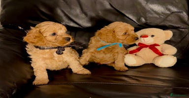 Cavapoo dogs - Advert 4