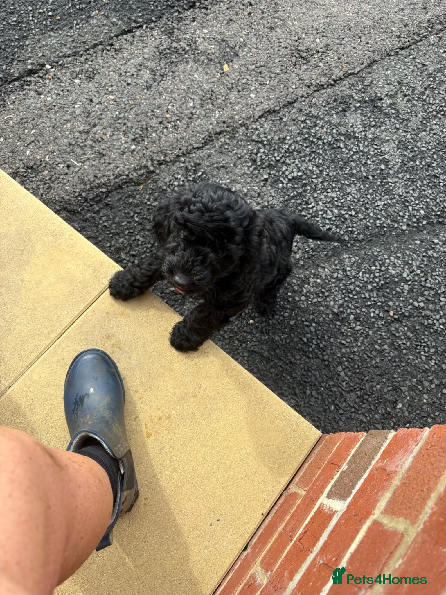 Cockapoo dogs 2 LEFT Beautiful health tested cockapoo puppies - Advert 2