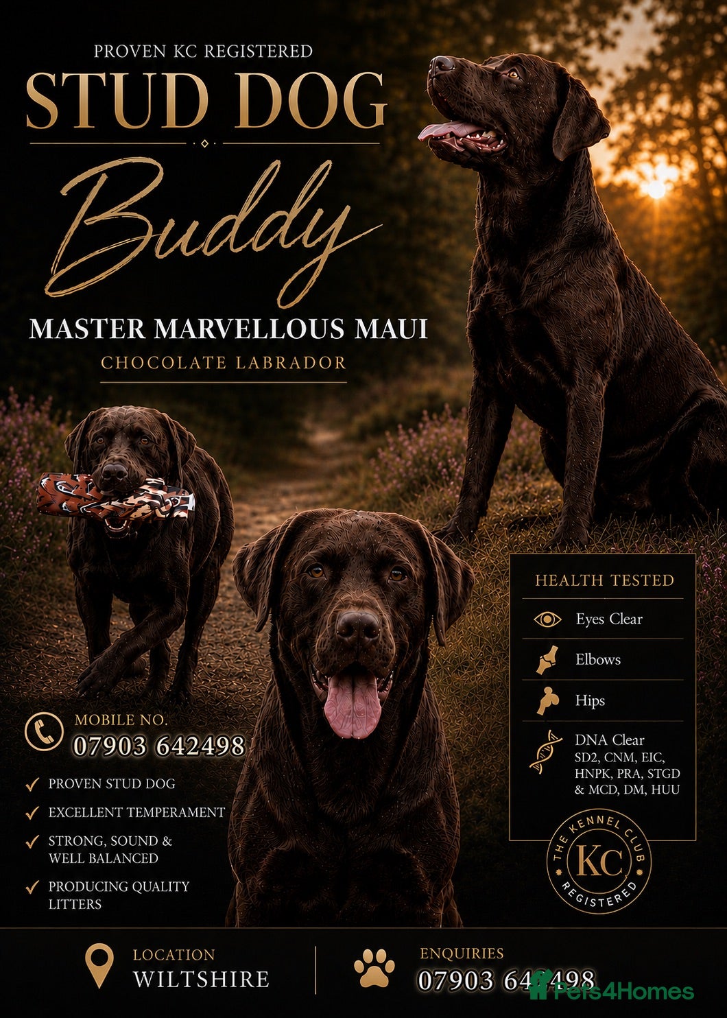 Labrador Retriever dogs HEALTH TESTED KENNEL CLUB REGISTERED STUD - Advert 7