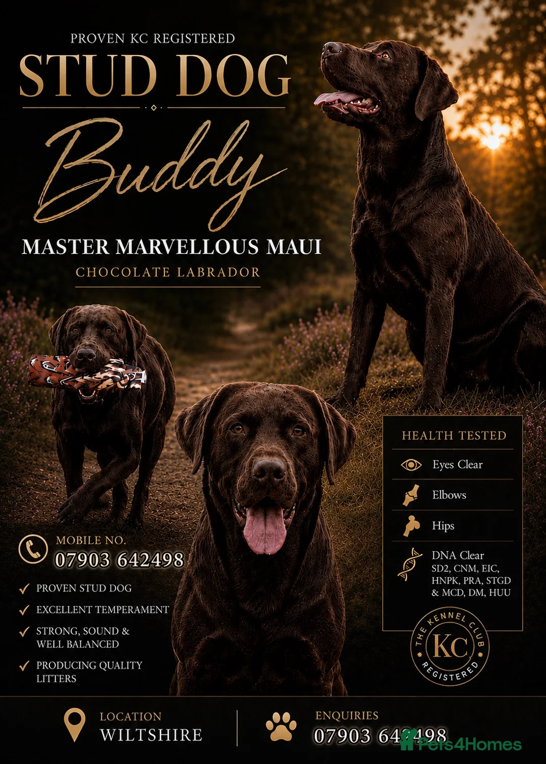 Labrador Retriever dogs for stud: HEALTH TESTED KENNEL CLUB REGISTERED STUD - Advert 1