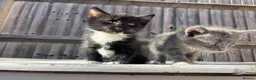 Mixed Breed cats for sale: Kitten looking for a Loving home  in Coulsdon - Advert 5