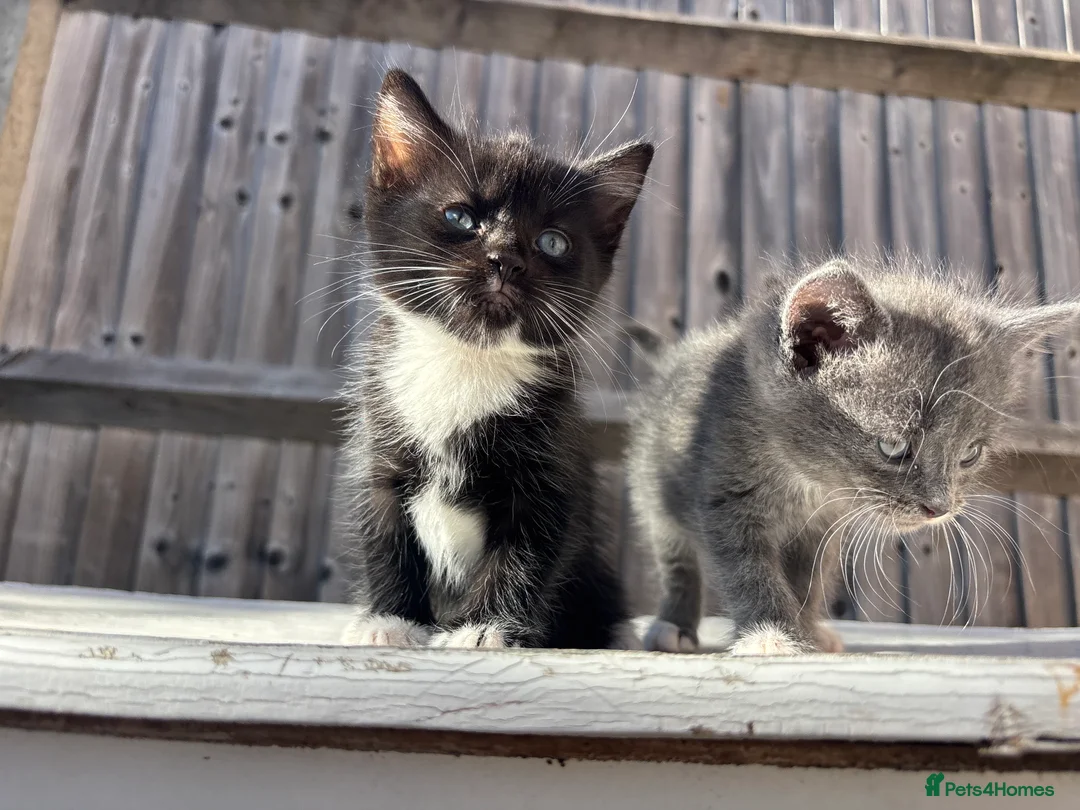 Mixed Breed cats for sale: Kitten looking for a Loving home  in Coulsdon - Advert 5