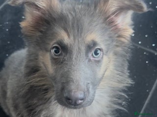 German Shepherd dogs German Shepherd Puppies Liver Isabella Blue Black - Advert 6