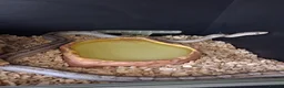 Corn Snake reptiles for sale: Various corn snakes for sale, Snow Tessera & more - Advert 16