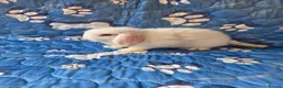 Mini Lop rabbits for sale: Stunning baby mini lops  - Advert 16