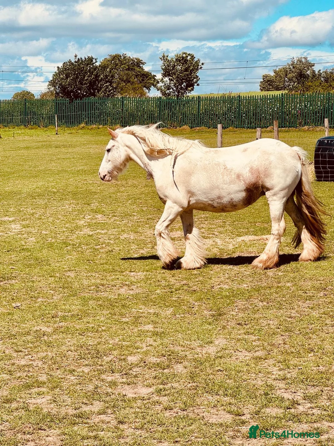 Irish Cob horses for sale: Penny 8yr old 12hh safe cob, mare - Advert 3