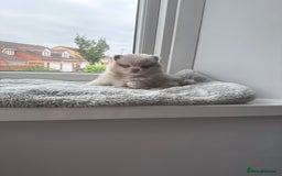 Pomeranian dogs for sale: Rare lilac tan merle teddy bears 🧸💎 - Image 3