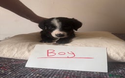 Bordoodle dogs for sale: Borderpoo - Image 13