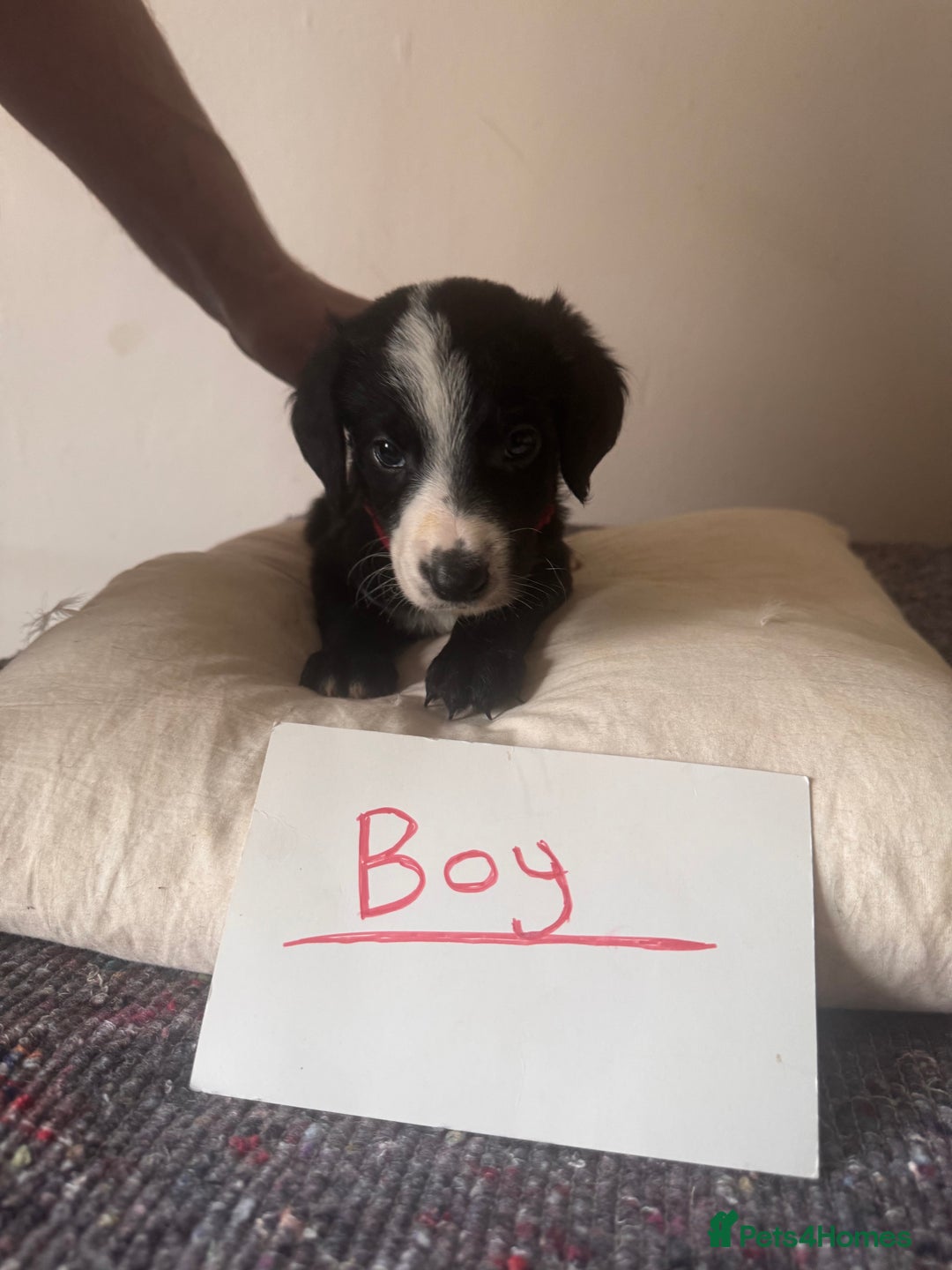 Bordoodle dogs for sale: Borderpoo - Image 13