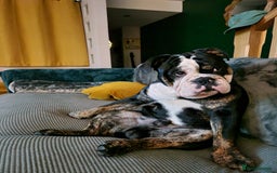 Olde English Bulldogge dogs for stud: Olde English Bulldogge (Black, white and brindle) - Image 19