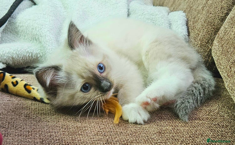 Ragdoll cats - Advert 1