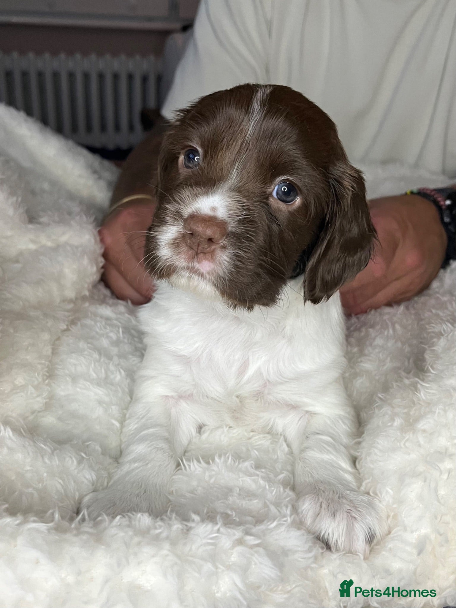 English Springer Spaniel dogs KC Registered English Springer Spaniel Puppies - Advert 2