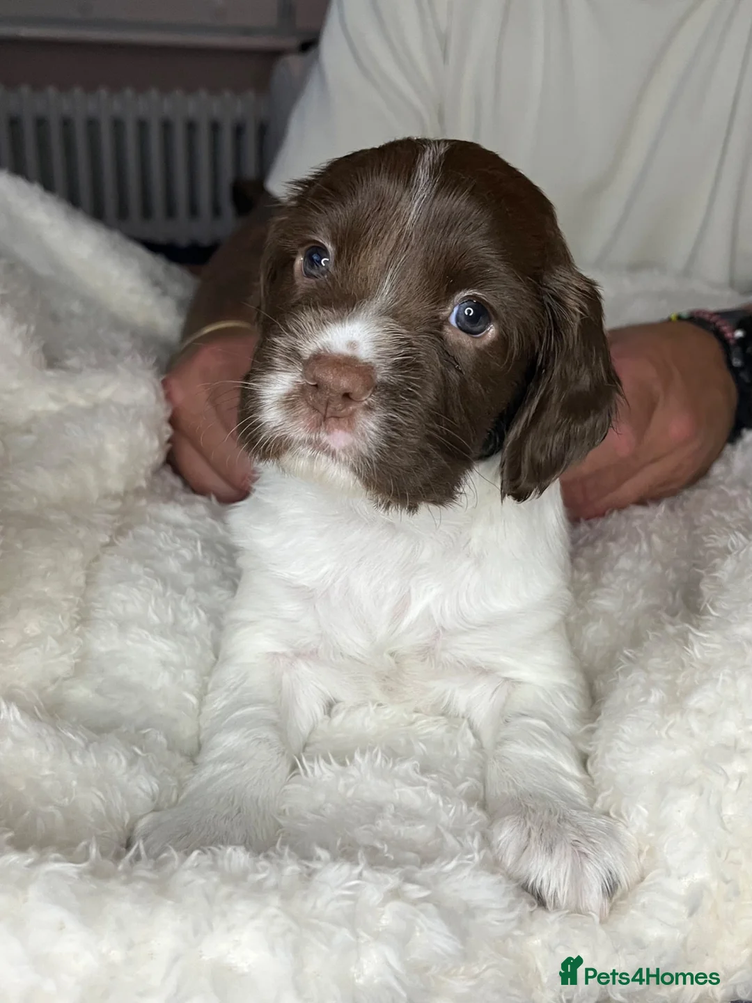 English Springer Spaniel dogs for sale: KC Registered English Springer Spaniel Puppies - Advert 1