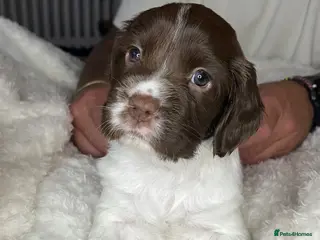 English Springer Spaniel dogs KC Registered English Springer Spaniel Puppies - Advert 8