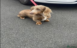 Miniature Dachshund dogs for sale: Miniture dachshund pups  - Advert 7