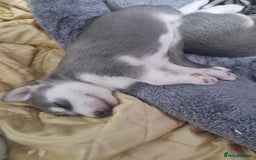 Siberian Husky dogs for sale: 4 lovely husky puppies for sale  - Image 3