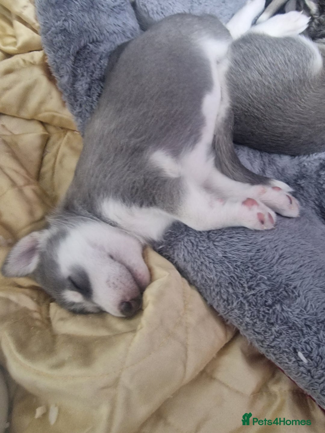 Siberian Husky dogs for sale: 4 lovely husky puppies for sale  - Image 3