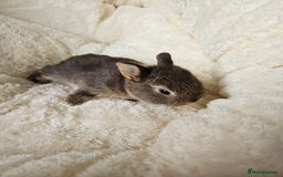 Netherland Dwarf rabbits for sale: Netherland Dwarf bunnies - Image 33