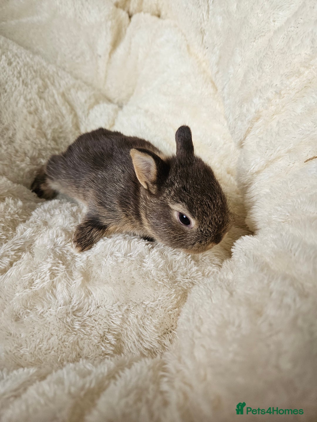 Netherland Dwarf rabbits for sale: Netherland Dwarf bunnies - Image 33