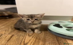 Maine Coon cats for sale: Fluffy crossed maine coon kittens for sale - Image 19