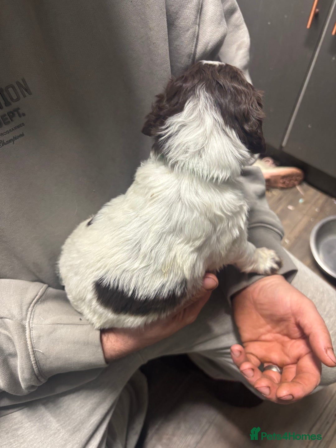 Mixed Breed dogs for sale: Spaniel puppies - Advert 10