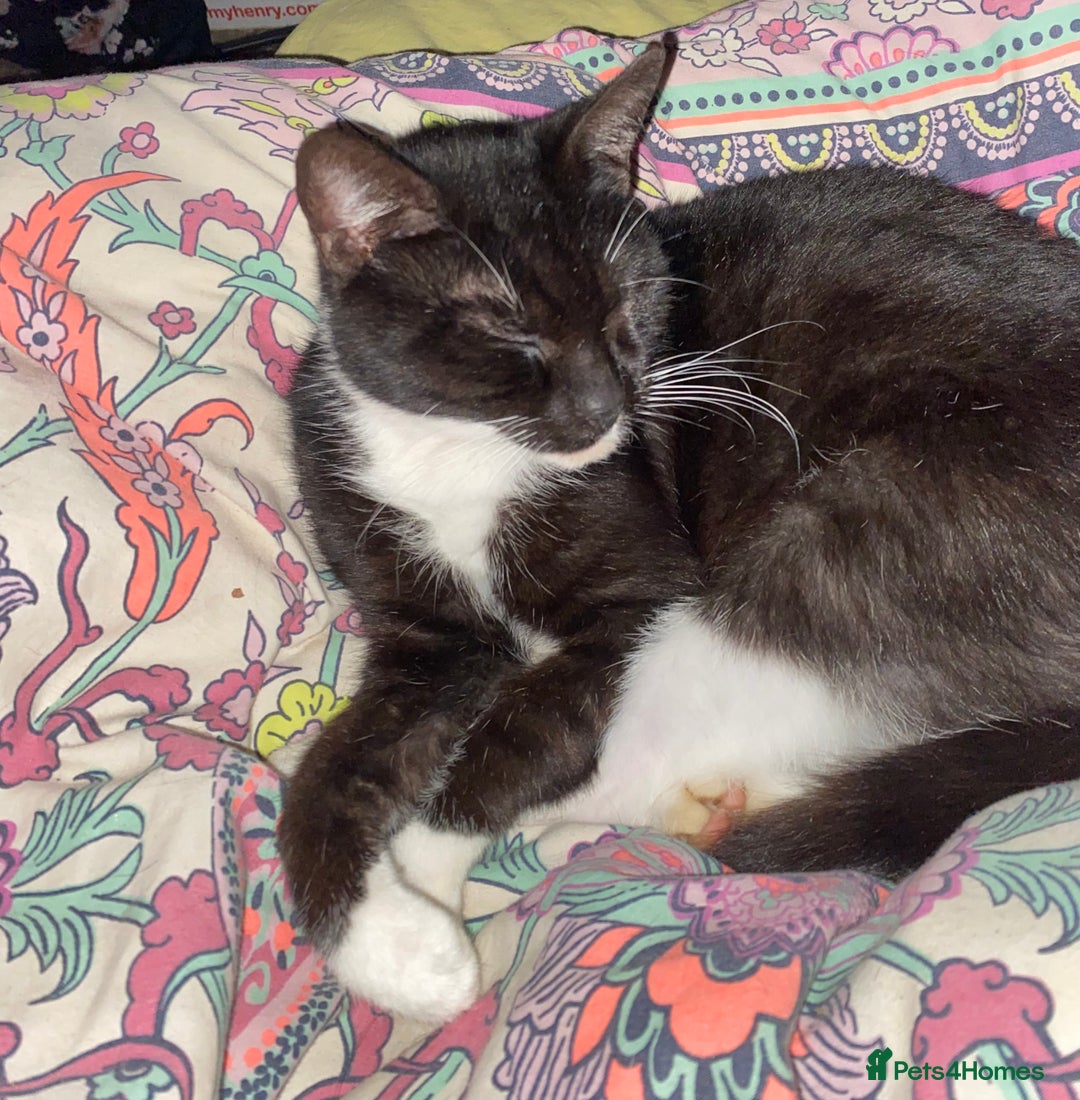 Domestic Shorthair cats for sale: Lovely kitten ready for forever home  - Advert 2