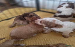 Cockapoo dogs for sale: Cockerpoo puppies F1 stunning colours - Image 15