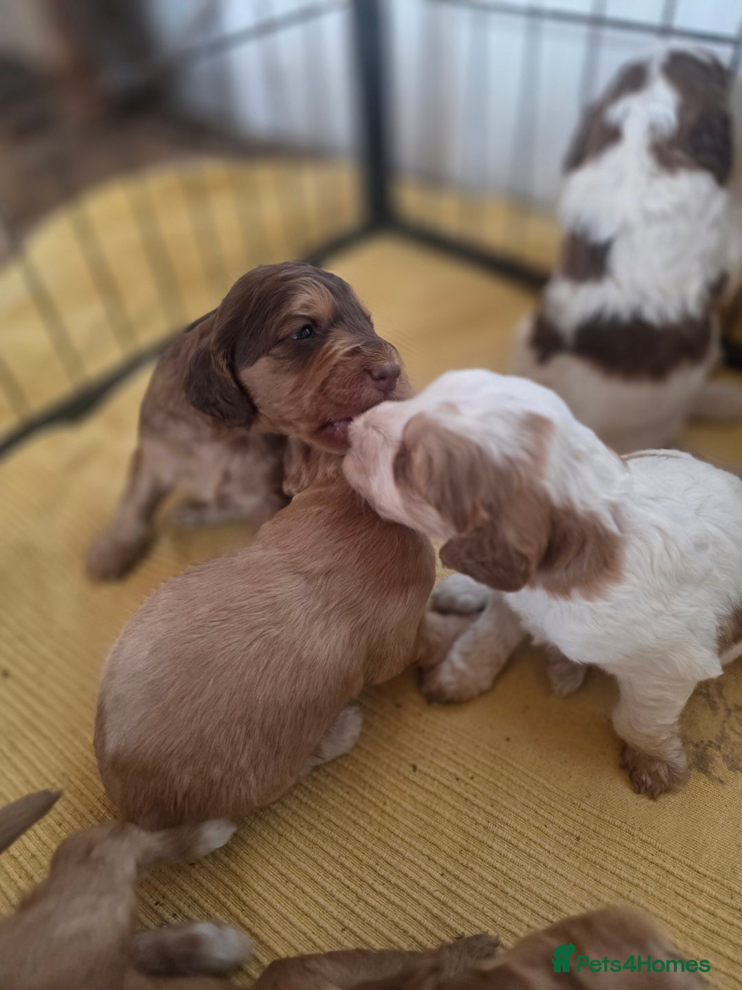 Cockapoo dogs for sale: Cockerpoo puppies F1 stunning colours - Image 15