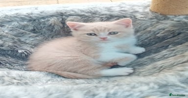 British Shorthair cats - Advert 6