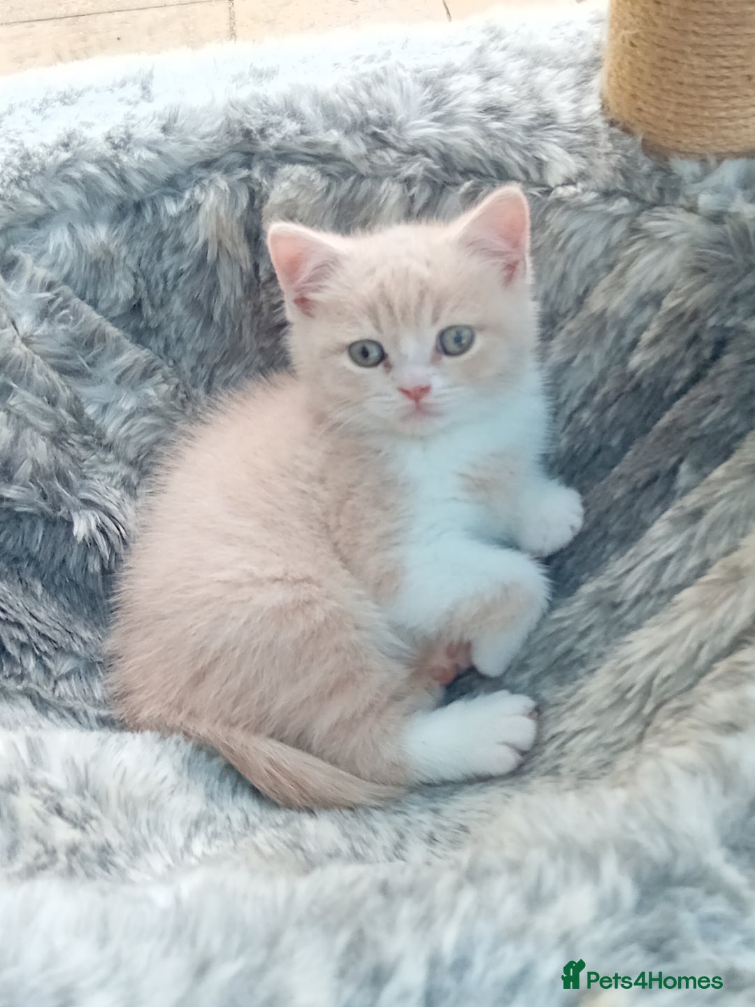 British Shorthair cats for sale: Gorgeous British short-hair kittens  - Image 16