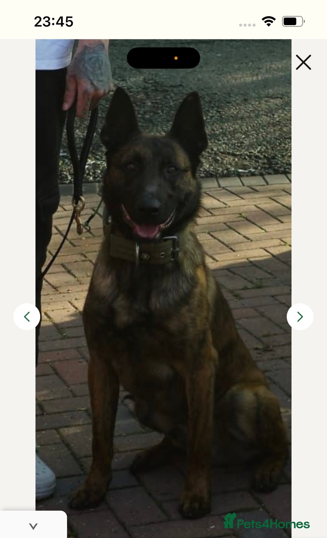 Mixed Breed dogs for sale: Doggo - Advert 9