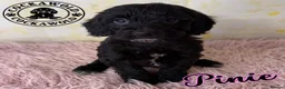 Cockapoo dogs for sale: 💖 EXCEPTIONAL F1 COCKAPOO PUPPIES 💖 - Advert 18