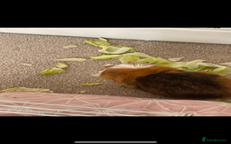 Guinea Pig rodents for sale: 2 male guinea pigs  - Image 1
