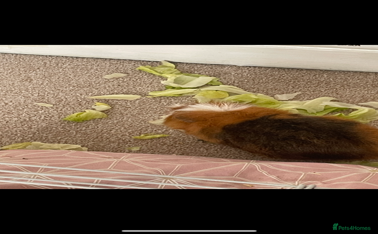 Guinea Pig rodents - Advert 3