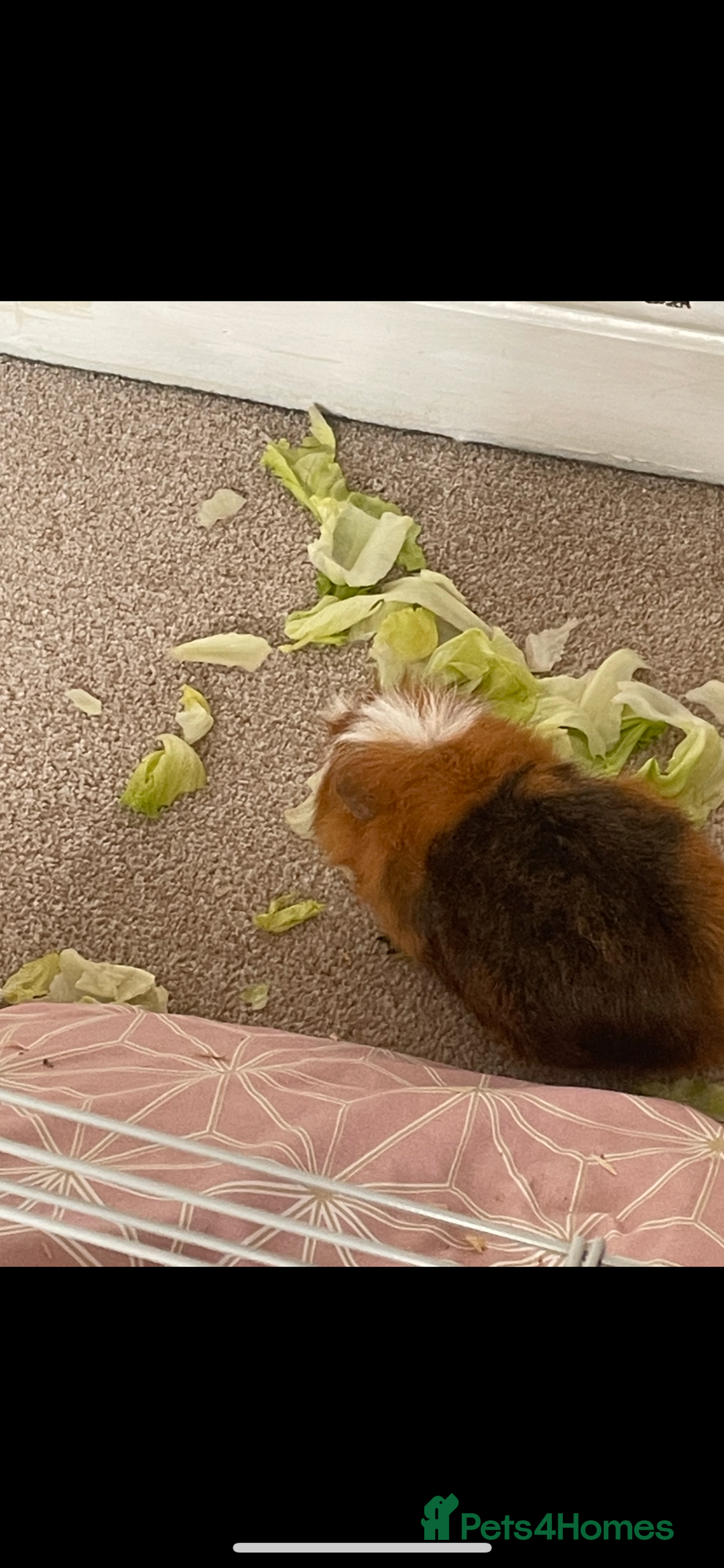 Guinea Pig rodents for sale: 2 male guinea pigs  - Image 1