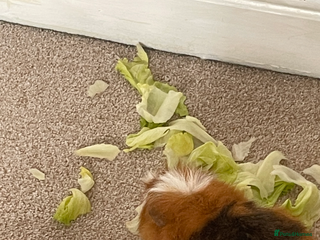 Guinea Pig rodents - Advert 28