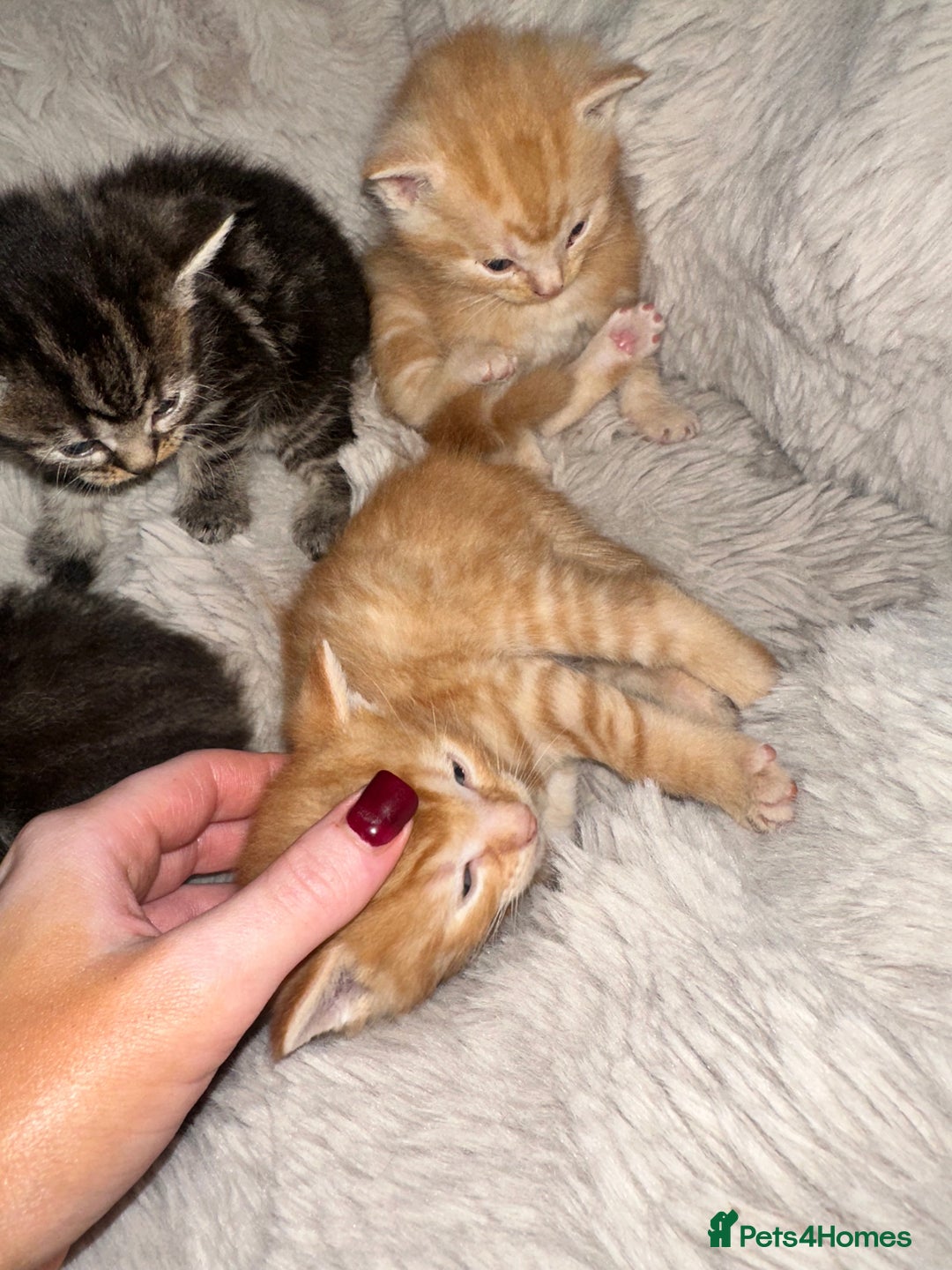 Maine Coon cats for sale: 5 MAINE COON X BABIES FOR SALE  - Advert 29